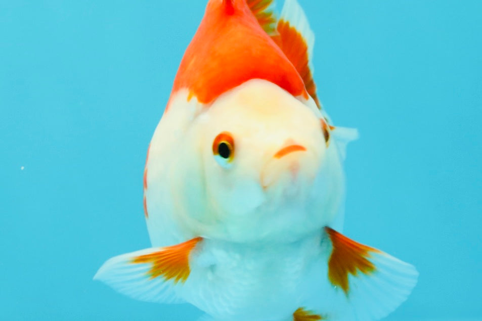 AAA Grade Red White Ryukin Female 4.5 inches #031326RK_31