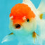 Red White Oranda Female 5 inches #110824OR_05