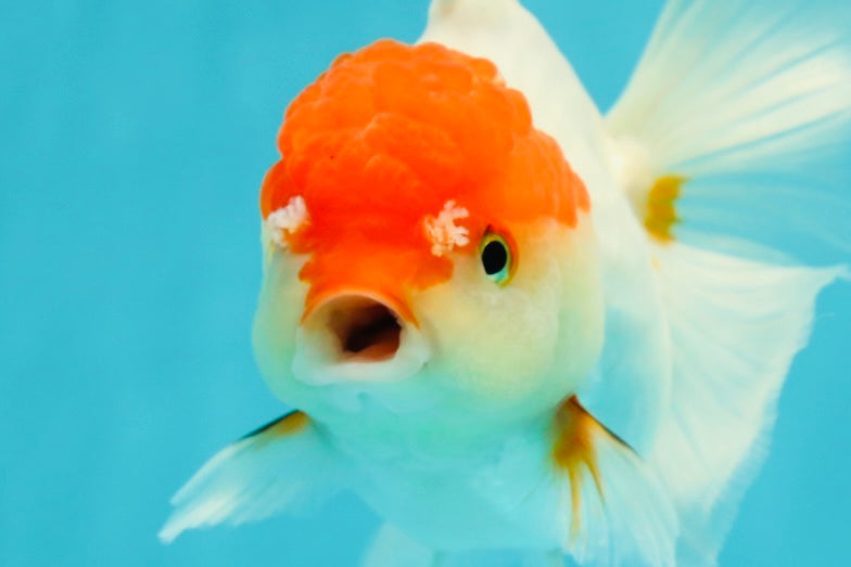 Red White Oranda Female 5 inches #110824OR_05