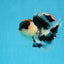 AAA Grade Tricolor Oranda Male 5 inches #0830OR_26