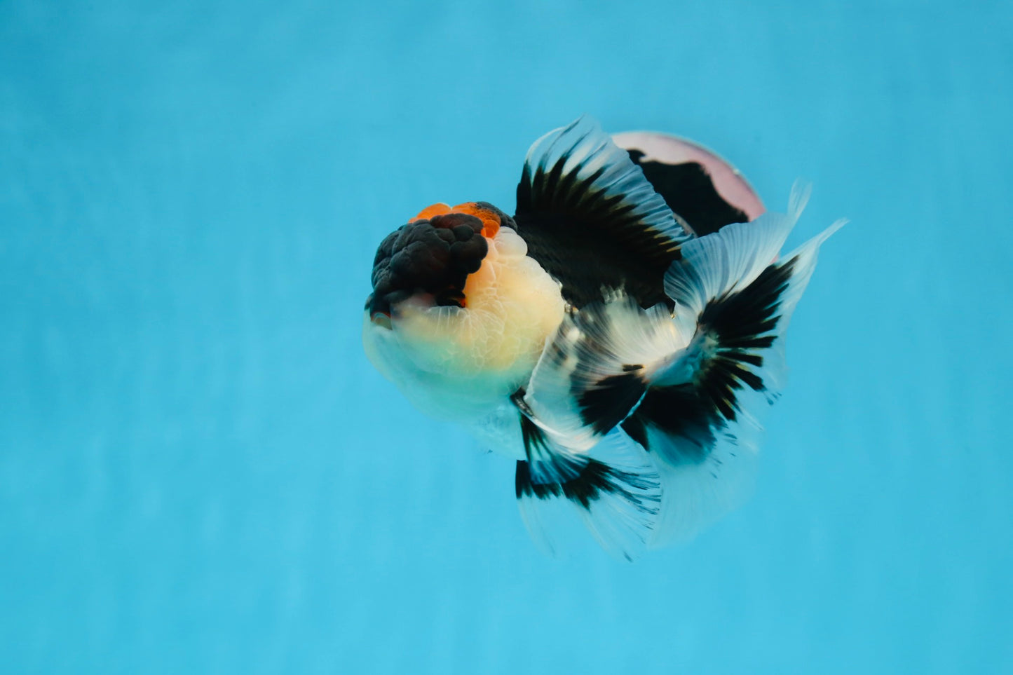 AAA Grade Tricolor Oranda Male 5 inches #0830OR_26