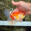 Red White Oranda Male 5.5 inches #081426OR_07