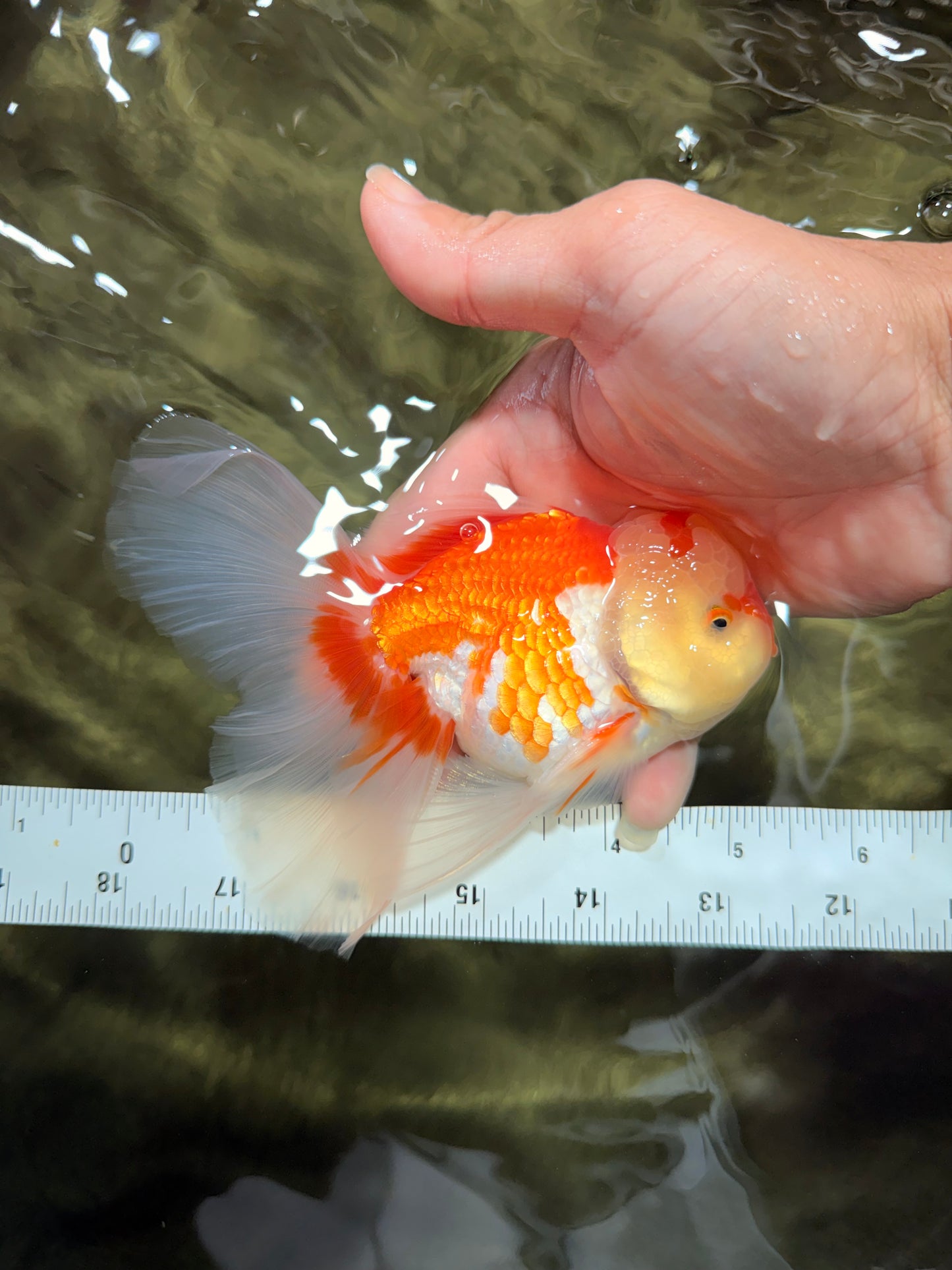 Red White Oranda Male 5.5 inches #081426OR_07