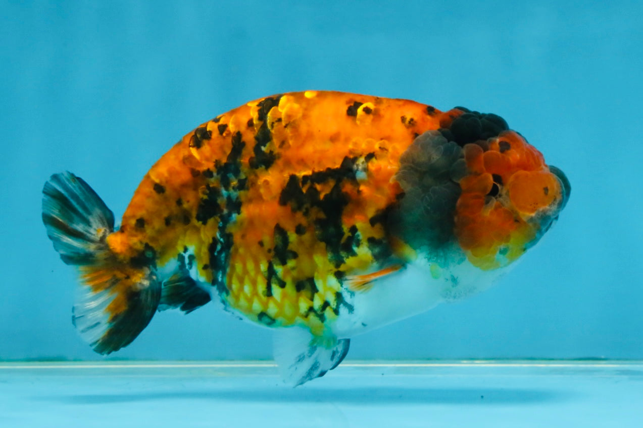 Tiger LionChu Female 5 inches #112825LC_14