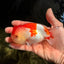 BIG WEN Red White Lionchu Female 4.5 inches #051526LC_16