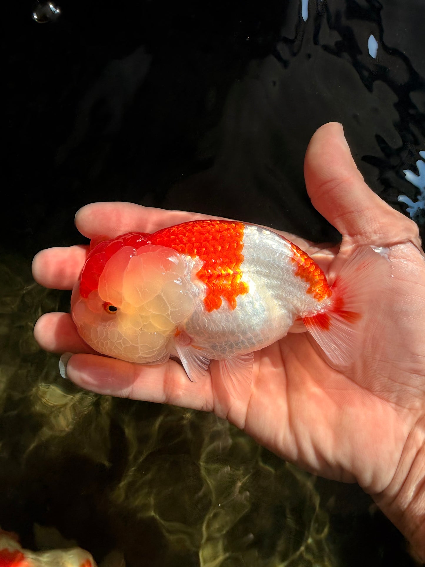 BIG WEN Red White Lionchu Female 4.5 inches #051526LC_16