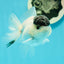 Black Tancho Panda Oranda Female 3.5 inches #110124OR_07