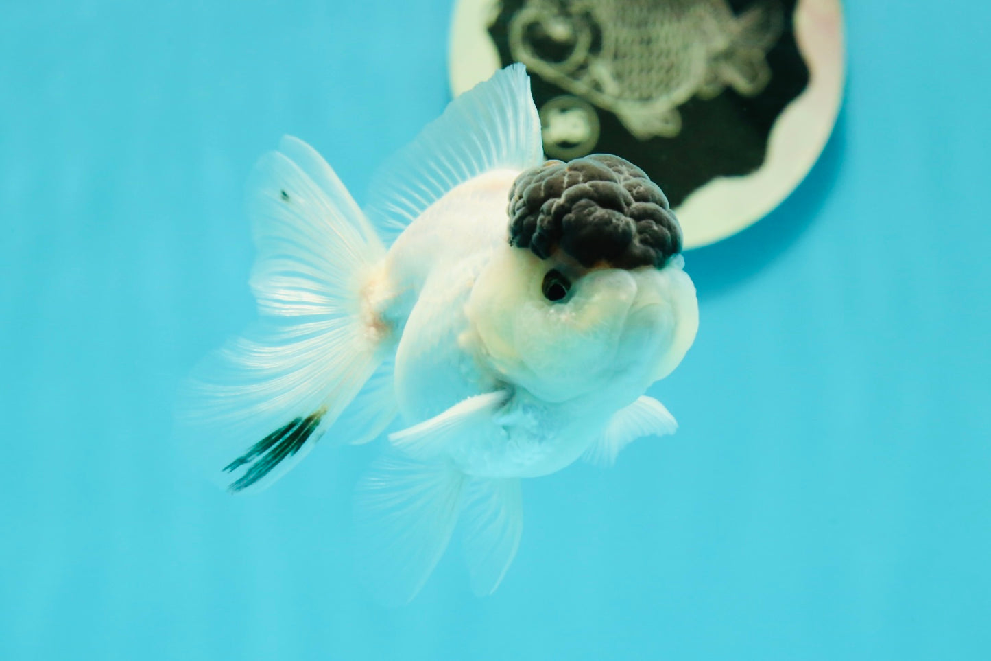 Black Tancho Panda Oranda Female 3.5 inches #110124OR_07