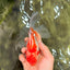 A Grade Kohaku Red White Oranda Male 6 inches #082826OR_15