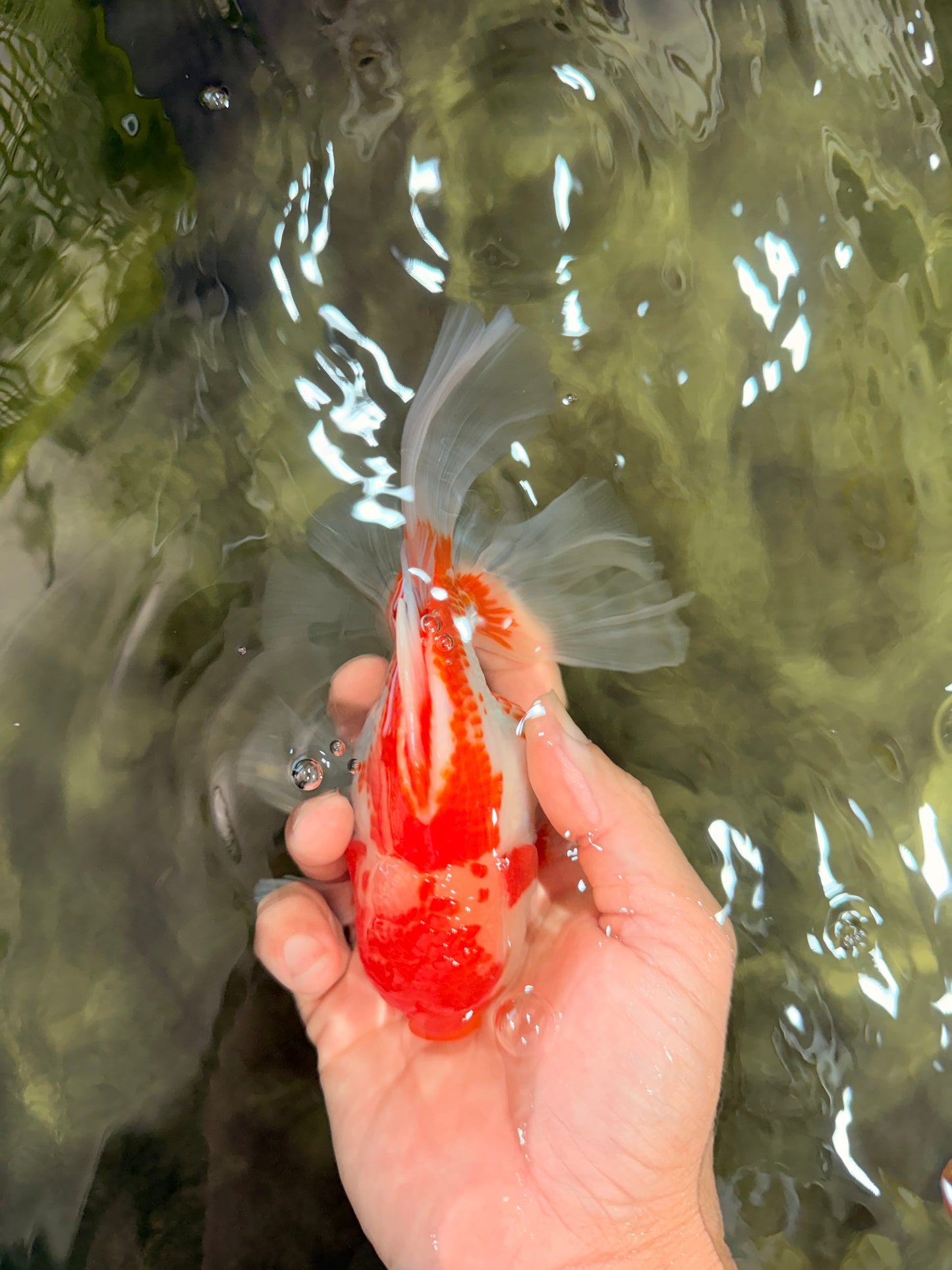 A Grade Kohaku Red White Oranda Male 6 inches #082826OR_15