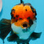 AAA Grade Bull Dog Lava Head  Oranda Female 5.5 inches #0719OR_07