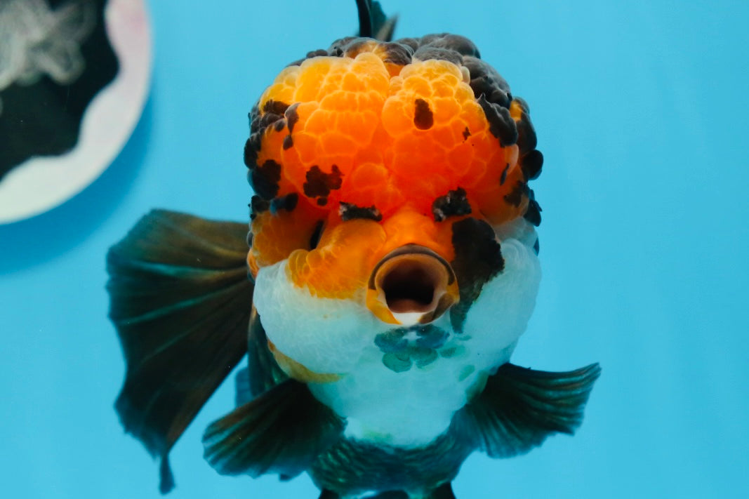 AAA Grade Bull Dog Lava Head  Oranda Female 5.5 inches #0719OR_07