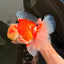FLUFFY TAIL AAA Grade Super Red White Oranda Male 7.5-8 inches #061926OR_02