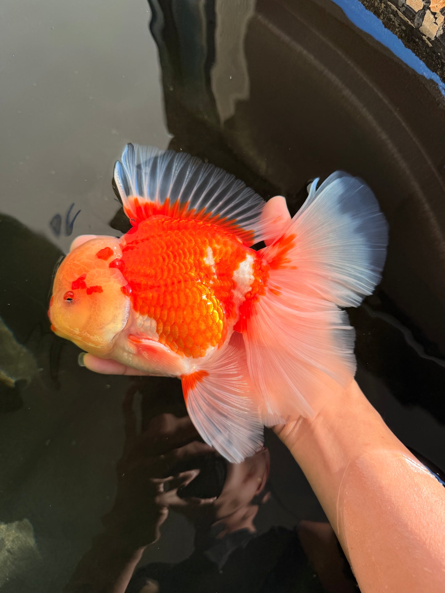 FLUFFY TAIL AAA Grade Super Red White Oranda Male 7.5-8 inches #061926OR_02