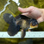 Black Oranda Male 6.5 inches #112224OR_17