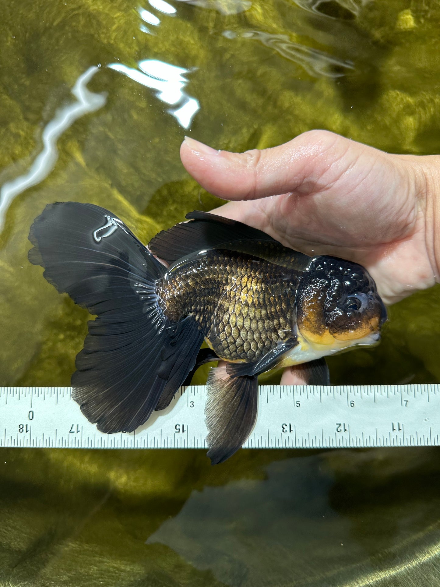 Black Oranda Male 6.5 inches #112224OR_17