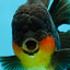 AAA Grade Godzilla Apache Oranda Male 5.5 inches #050925OR_55