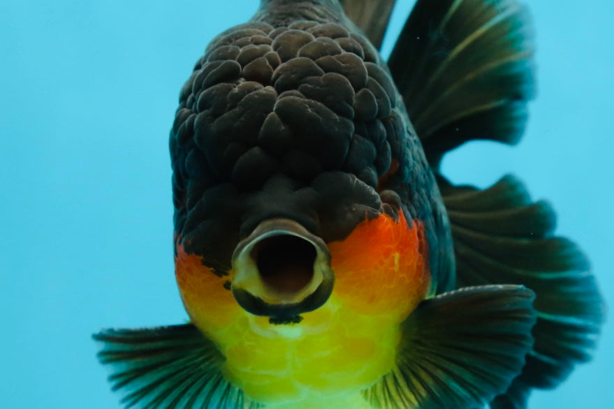 AAA Grade Godzilla Apache Oranda Male 5.5 inches #050925OR_55