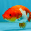 Red White Lionchu Female 4 inches #121225LC_10
