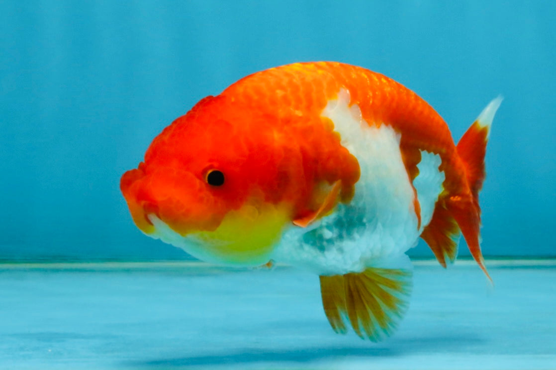 Red White Lionchu Female 4 inches #121225LC_10