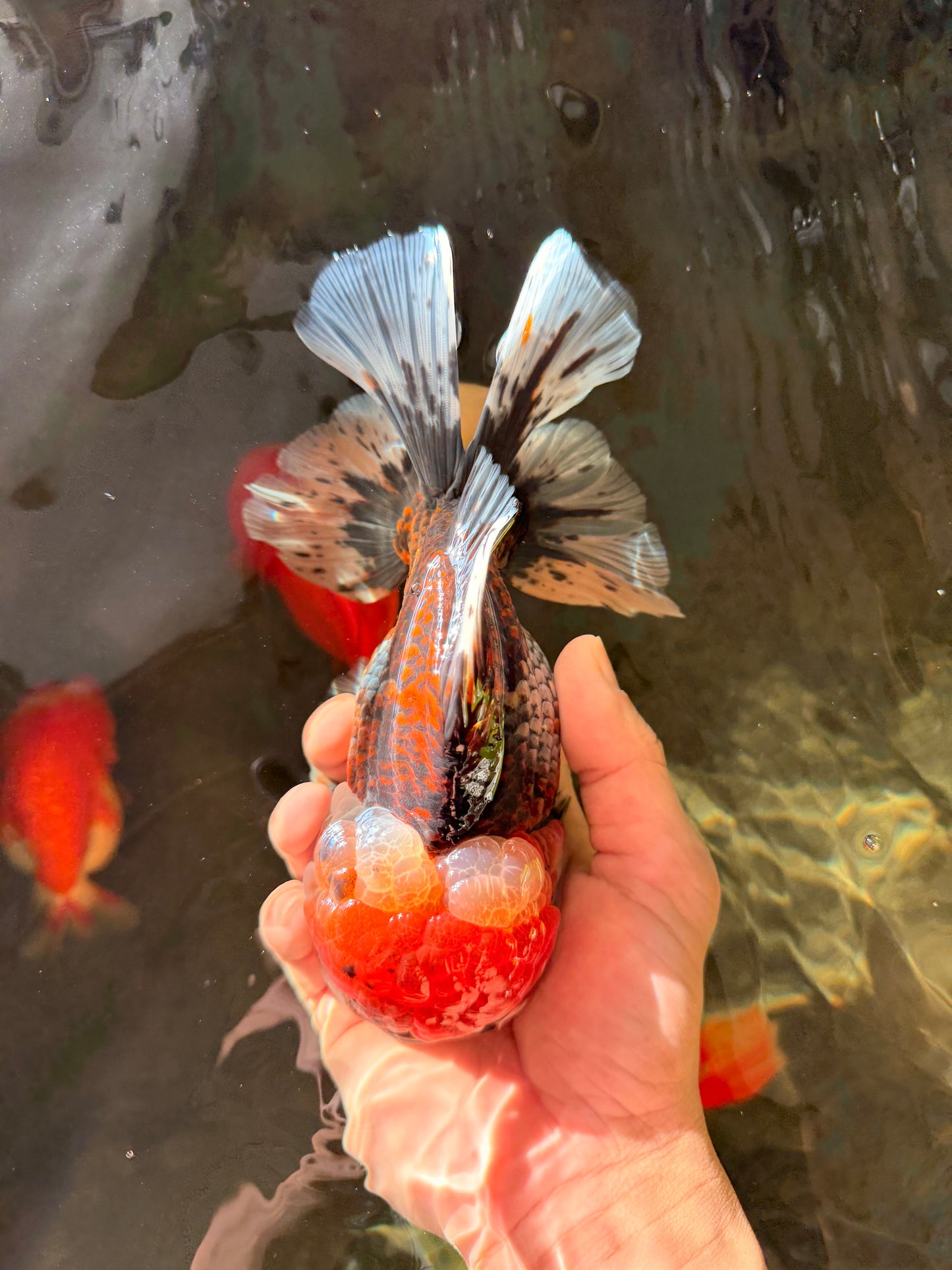 GIANT SUPER AAA Grade Godzilla Kirin Calico Oranda Male 6.5-7 inches #030626OR_06