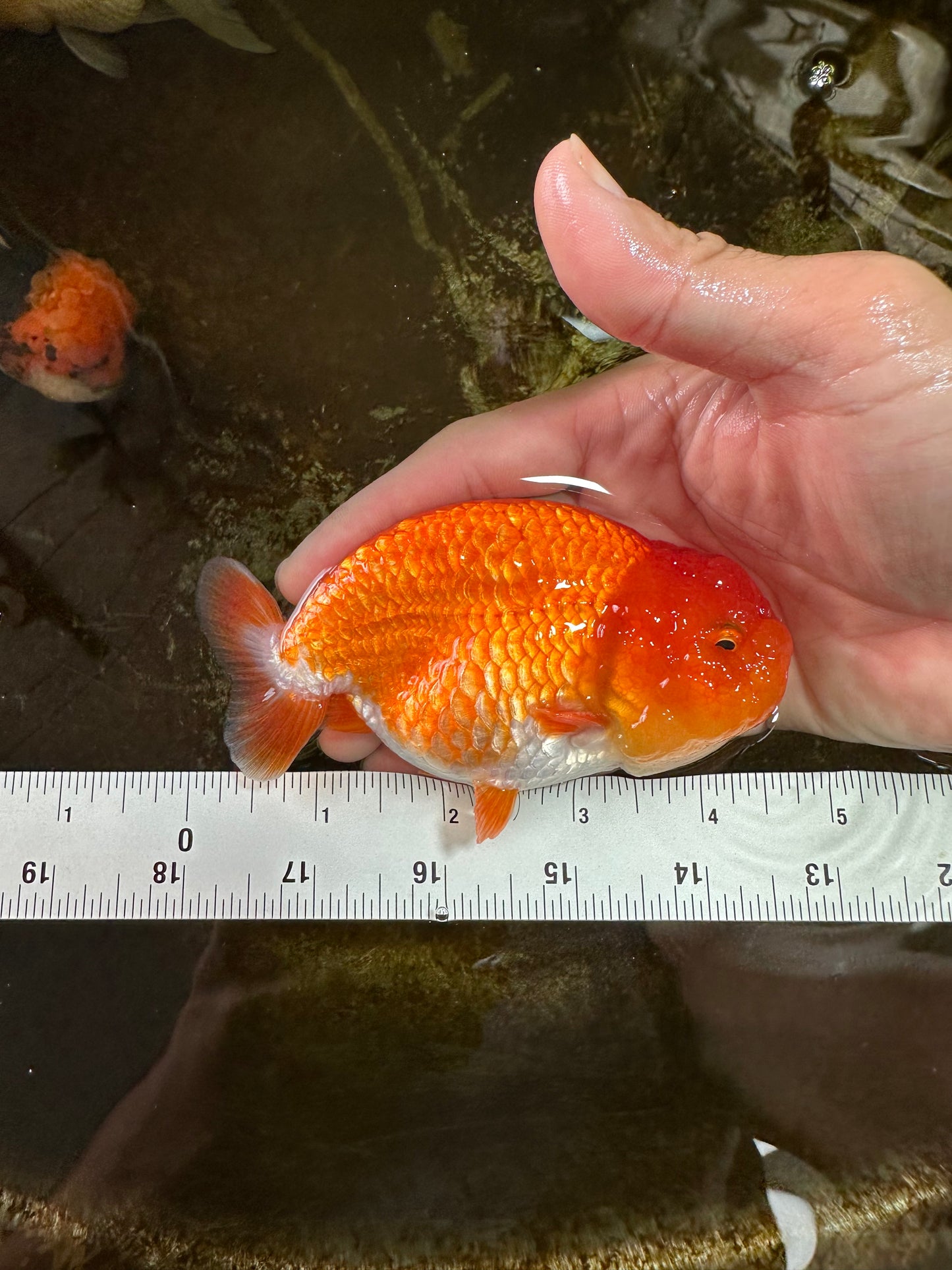 A Grade CHUBBY Red White LionKing 4.5 inches #072525LC_03