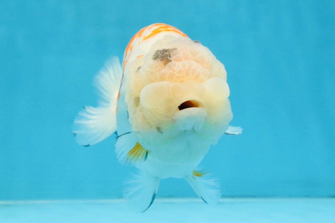 A Grade Sakura LionQueen 5.5 inches #110725LC_11