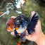 AAA Grade Red Head Kirin Oranda Male 6-6.5 inches #070326OR_27