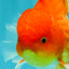 AAA Grade Red White Oranda Male 5.5 inches #072426OR_12