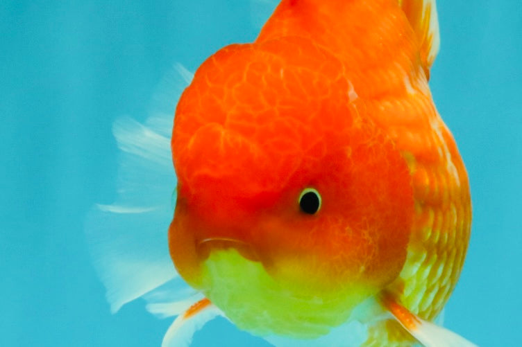 AAA Grade Red White Oranda Male 5.5 inches #072426OR_12