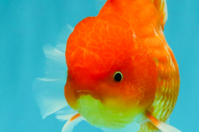 AAA Grade Red White Oranda Male 5.5 inches #072426OR_12