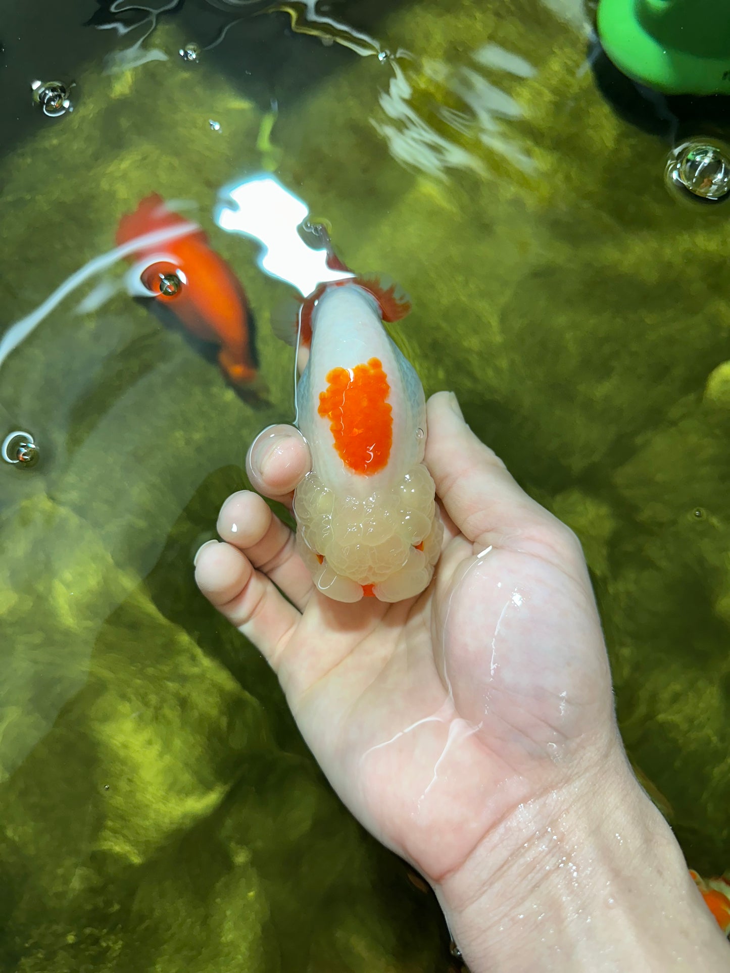 UNIQUE WEN AAA Grade Red Duckie White Red LionQueen 4-4.5 inches #041825LC_04