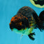A Grade Kirin Ranchu Male 5 inches #062725LC_03