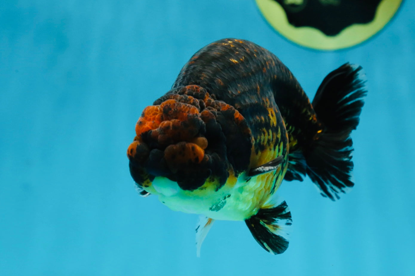 A Grade Kirin Ranchu Male 5 inches #062725LC_03