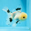 Panda macho de ojos de botón de grado A, oranda, 5 pulgadas, n.º 0920OR_25