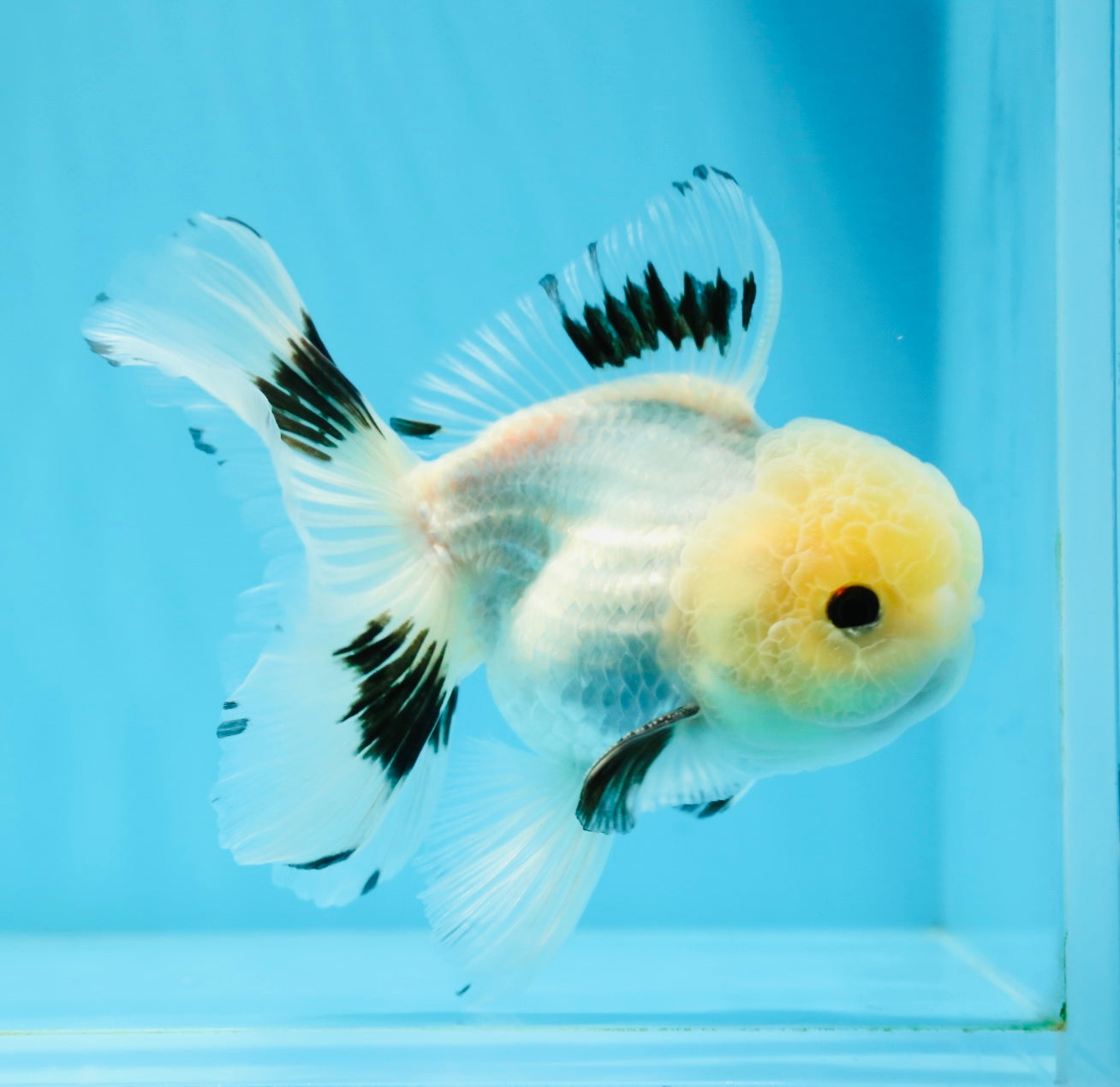 A Grade Panda Button Eyes Oranda Male 5 inches #0920OR_25