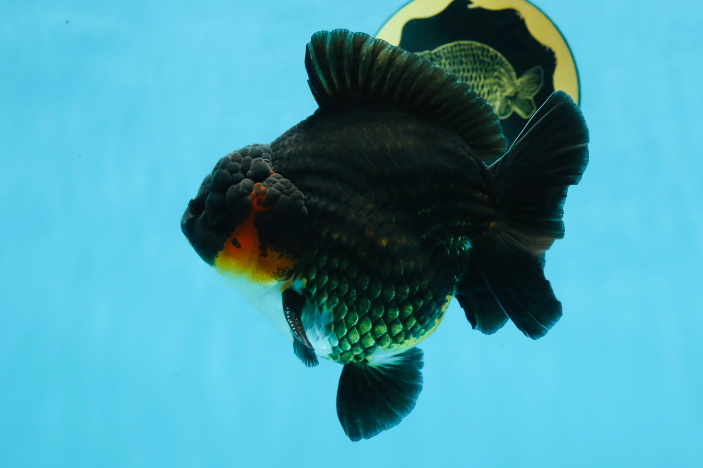 AAA Grade Tricolor Yuanbao Male 5 inches #101025YB_29