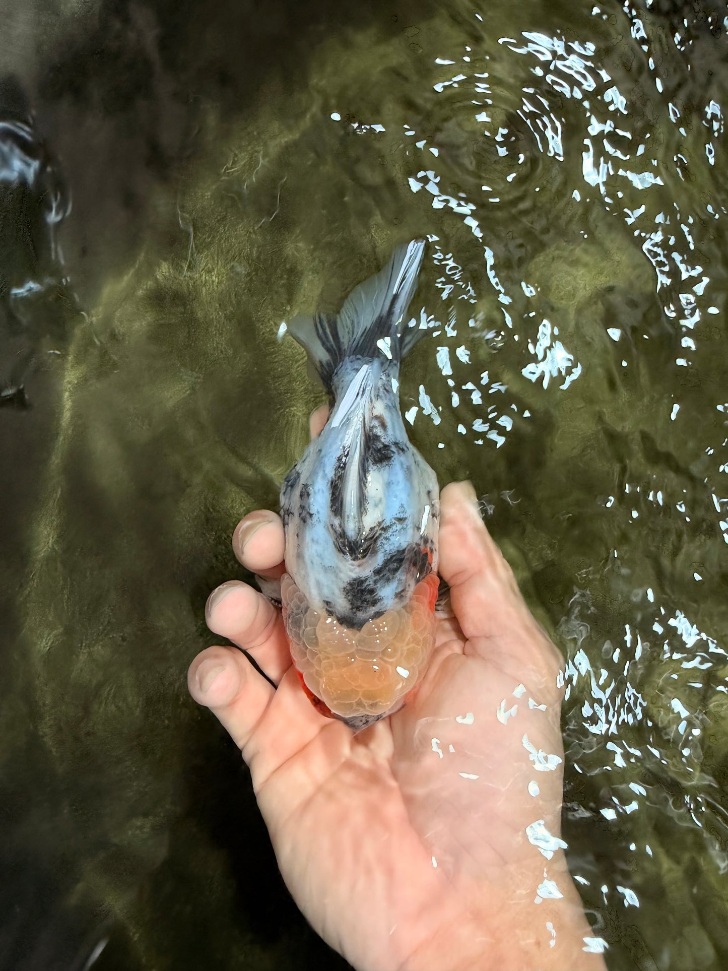 AAA Grade Marble Yuanbao Male 5 inches #062626YB_19