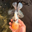 A Grade Marble Oranda Male 7 inches #071026OR_33