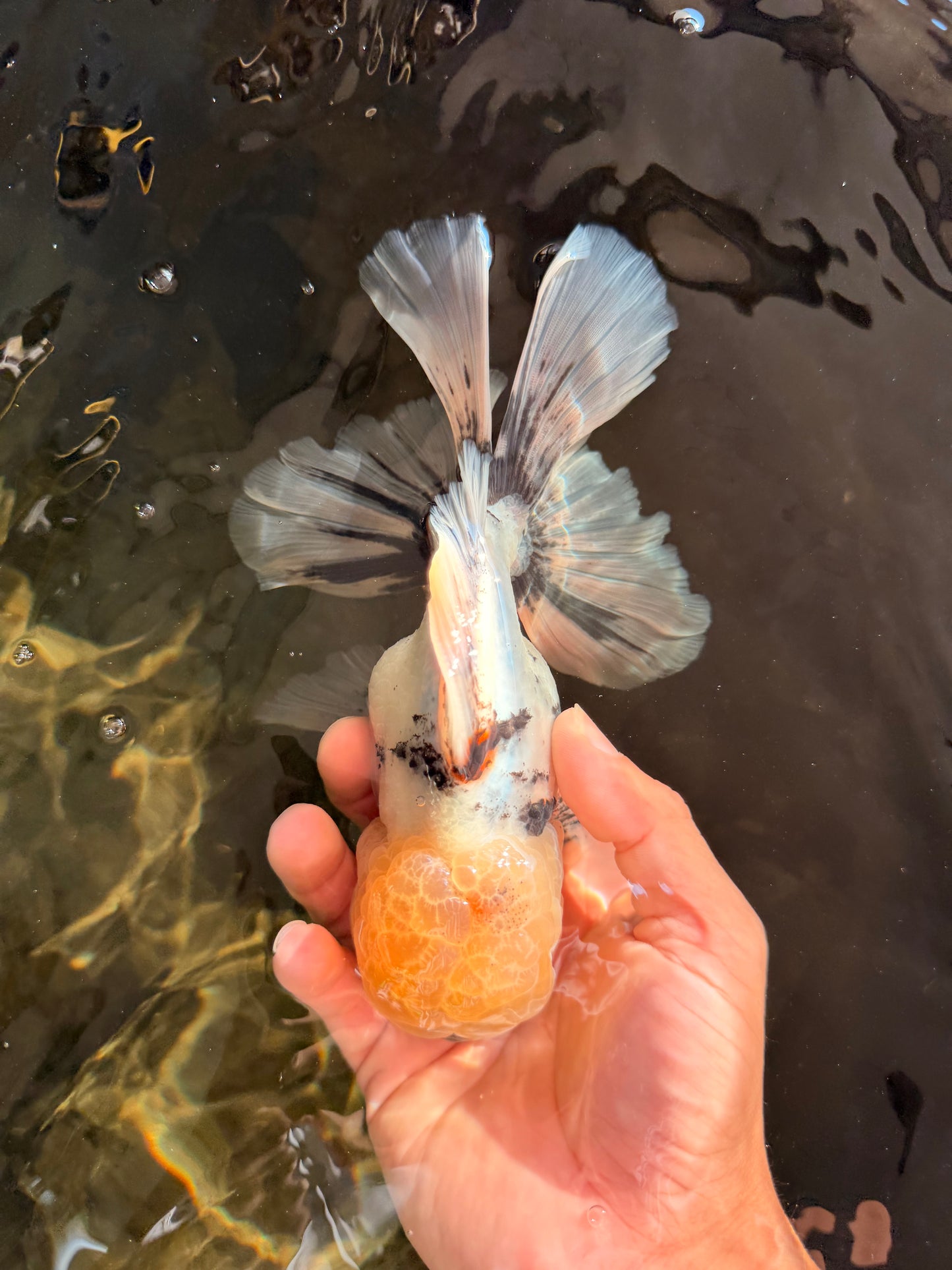 A Grade Marble Oranda Male 7 inches #071026OR_33