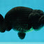A Grade Black LionKing 4-4.5 inches #050925LC_13