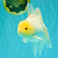 A Grade White Oranda Male 6-6.5 inches #100926OR_20