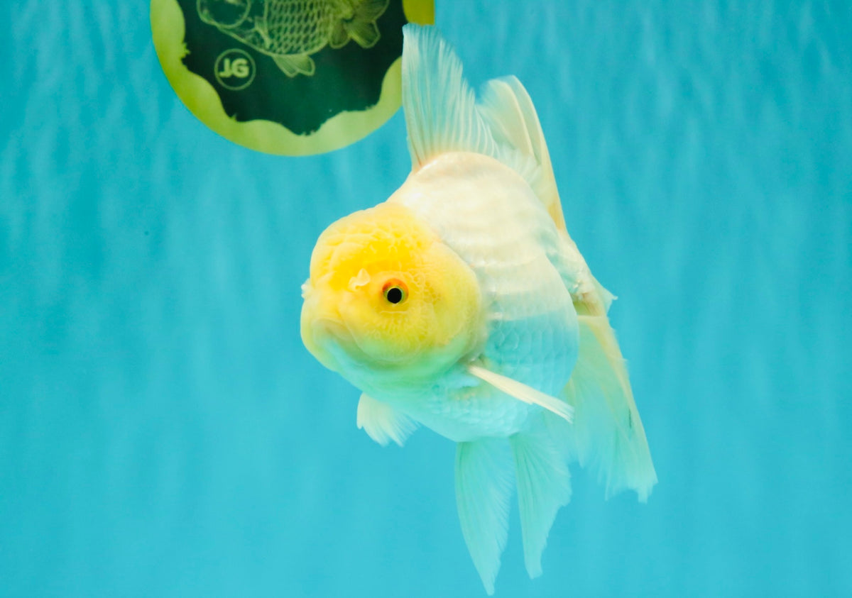 A Grade White Oranda Male 6-6.5 inches #100926OR_20