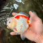 A Grade Red White Yuanbao Female 5-5.5 inches #082126YB_28
