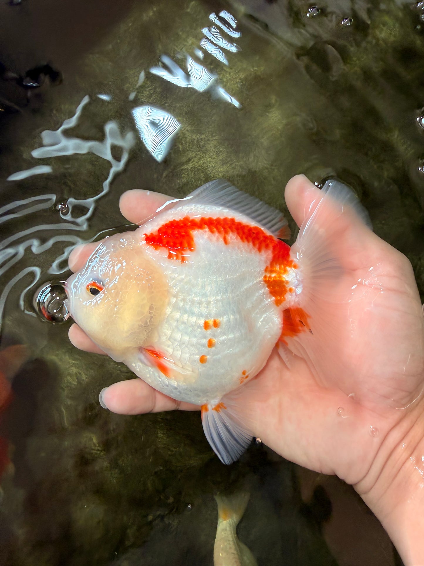 A Grade Red White Yuanbao Female 5-5.5 inches #082126YB_28