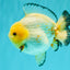 SUPER CUTE AAA Grade White Yuanbao Male 5 inches #061926YB_36