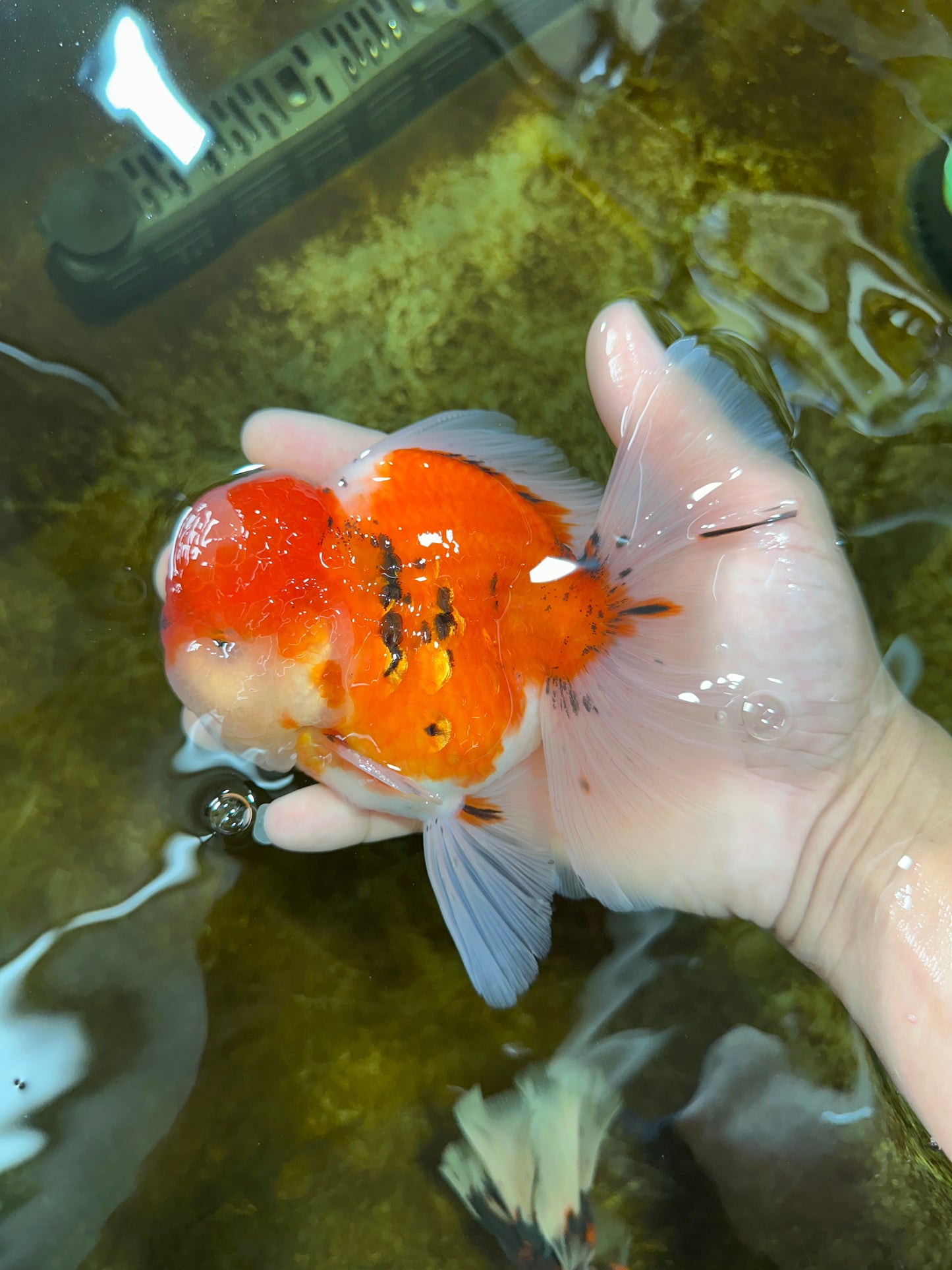 AAA Grade Godzilla Sakura Oranda Male 5.5 inches #080125OR_10