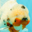 A Grade Sakura Oranda Male 6.5 inches #071726OR_32