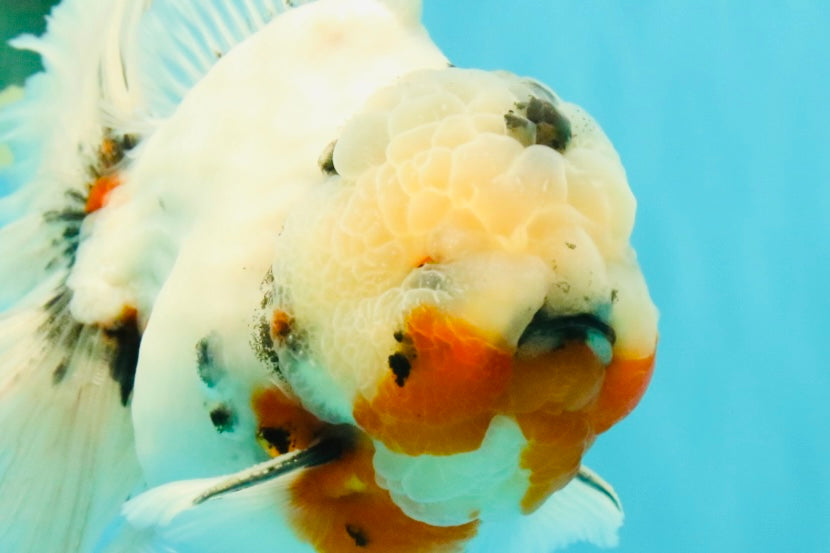 A Grade Sakura Oranda Male 6.5 inches #071726OR_32