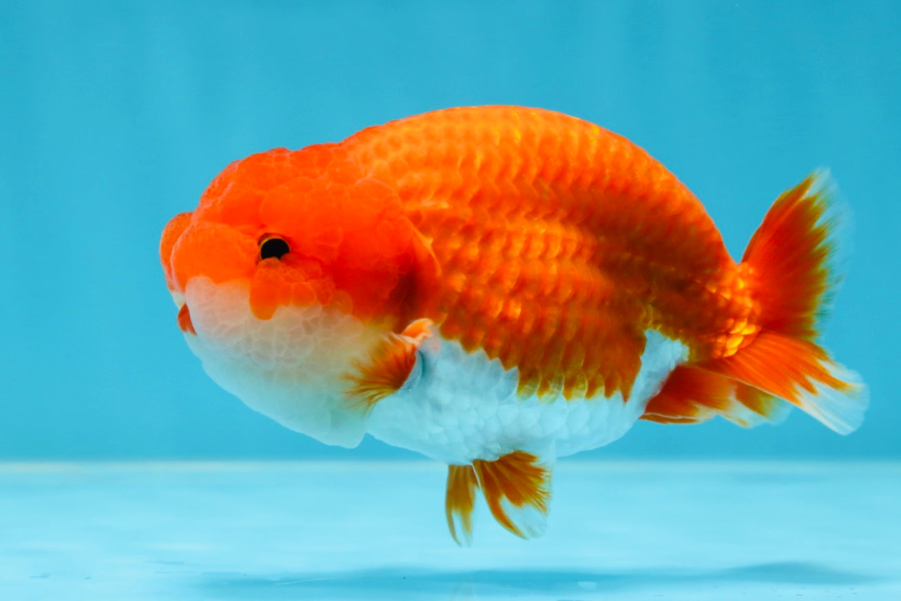 AAA Grade Red White LionKing 4-4.5  inches #053025LC_11